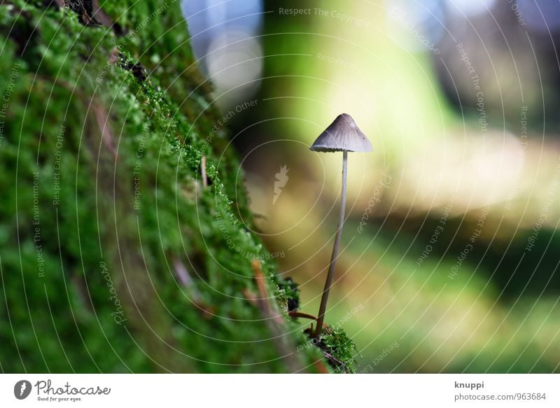 Pilz II Umwelt Natur Pflanze Tier Sonne Sonnenaufgang Sonnenuntergang Sonnenlicht Herbst Schönes Wetter Wärme Moos Blatt Wildpflanze Park Wald außergewöhnlich