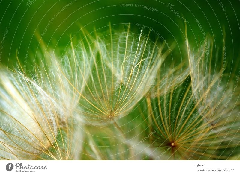 Komm kuscheln... Löwenzahn Schweben ruhig Stimmung grün leicht Unbeschwertheit Pflanze Blume Blüte Blühend Wiese verbreiten erobern blasen zart weich kuschlig