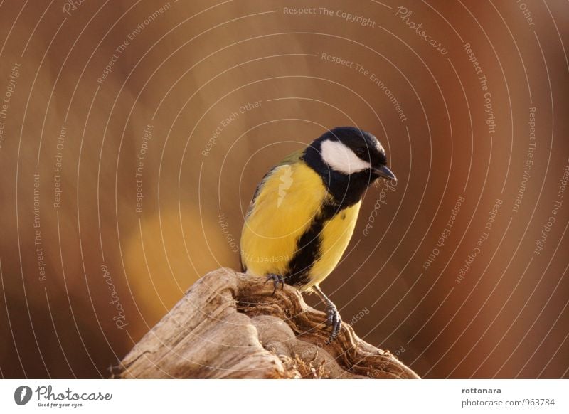 Cinciallegra (Parus major) Tier Wildtier Vogel 1 genießen Blick stehen warten authentisch einfach elegant Fröhlichkeit frisch lustig nah natürlich positiv schön