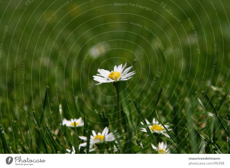 Gänseblümchen Zeit weiß grün Gras gelb nah Zoomeffekt Momo schön klein Blume Makroaufnahme Nahaufnahme Sommer white flower bulme Rasen grass Garten