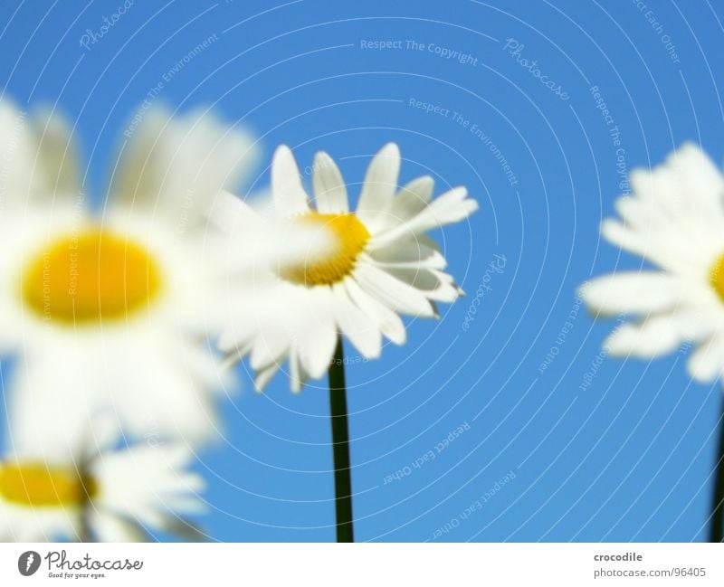 blümchenparade Blume Stengel Sommer stehen Unschärfe Frühling Frühlingsgefühle Blühend Pflanze Makroaufnahme Nahaufnahme maragariten blau Himmel