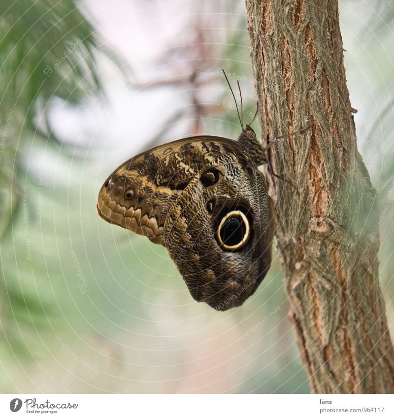 ohne wenn... aber Schmetterling Ast Blätter Natur insekt grün braun