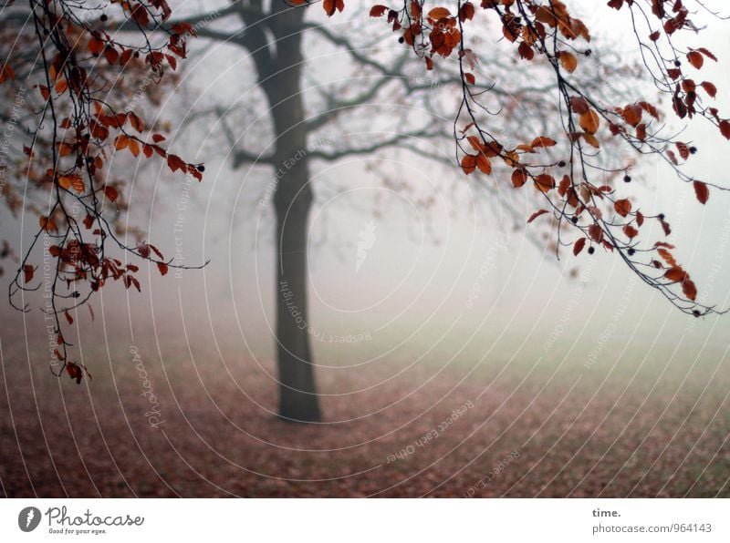 Abtanz III Umwelt Natur Landschaft Herbst Nebel Baum Laubbaum Herbstlaub Herbstfärbung Herbstwetter Herbstwald Herbstlandschaft Park Wiese Traurigkeit Sorge