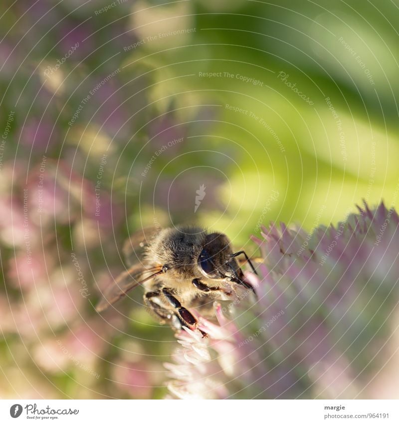 Eine Biene in Blüten Umwelt Natur Pflanze Tier Sonne Sonnenlicht Frühling Sommer Wetter Schönes Wetter Blume Nutztier 1 Arbeit & Erwerbstätigkeit leuchten süß