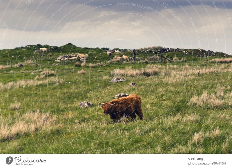 Herr der saftigen Wiesen Umwelt Natur Landschaft Pflanze Tier Himmel Sommer Schönes Wetter Feld Hügel Nutztier Rind Schottisches Hochlandrind 1 frisch