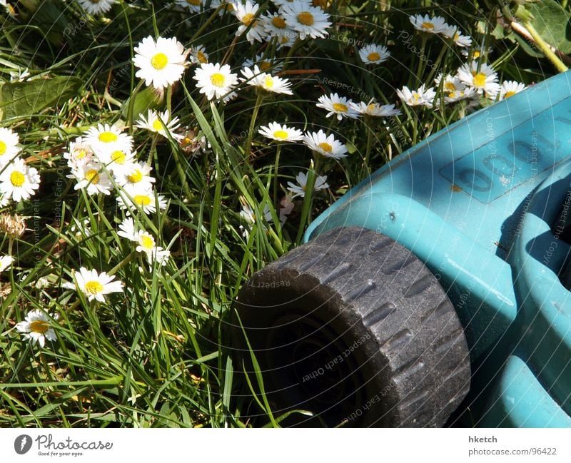 Angstgegner Gänseblümchen rasenmähen gelb grün weiß Frühling Wiese Rasenmäher frisch Blume Hoffnung schön Sonne