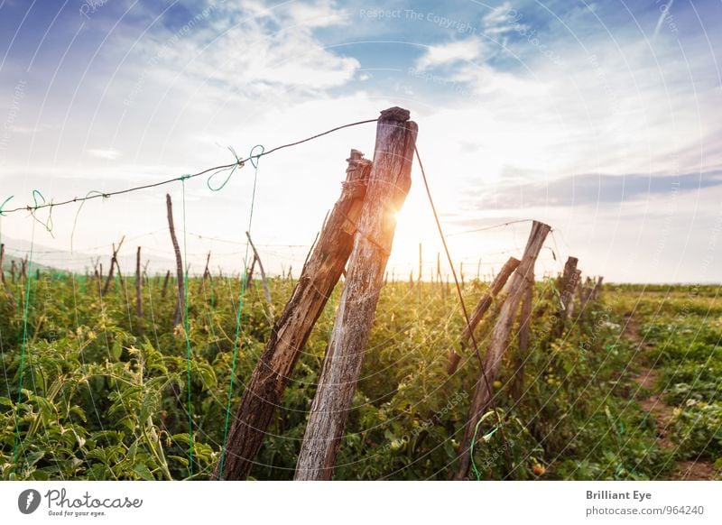 Holzpfosten in der Abendsonne Sommer Landwirtschaft Forstwirtschaft Natur Sonne Sonnenaufgang Sonnenuntergang Sonnenlicht Schönes Wetter Pflanze Feld Stimmung