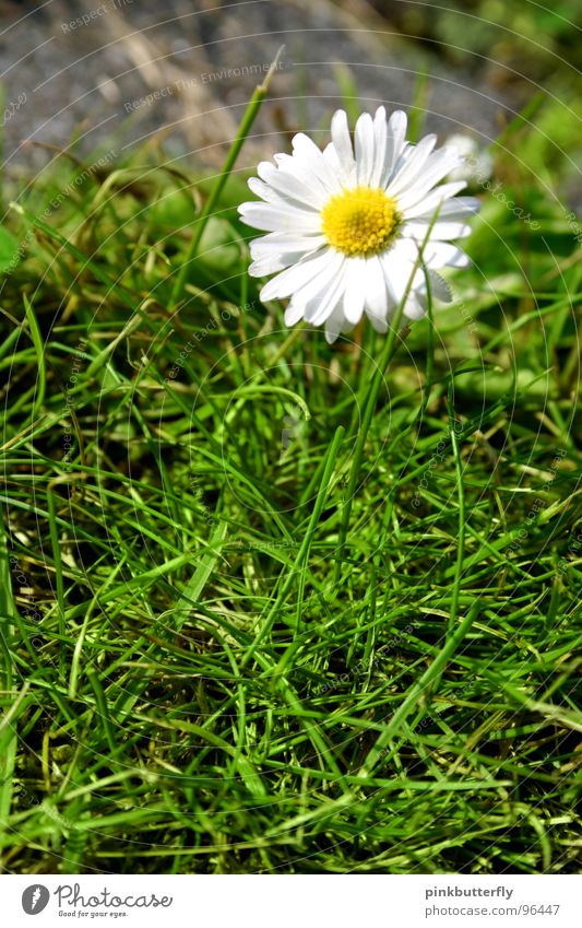 Betonblüte Frühling Sommer Blume Wiese Gänseblümchen grün weiß gelb Blüte Gras Tiefenschärfe frisch Hoffnung schön eingeschlossen gefangen Symmetrie Rechteck