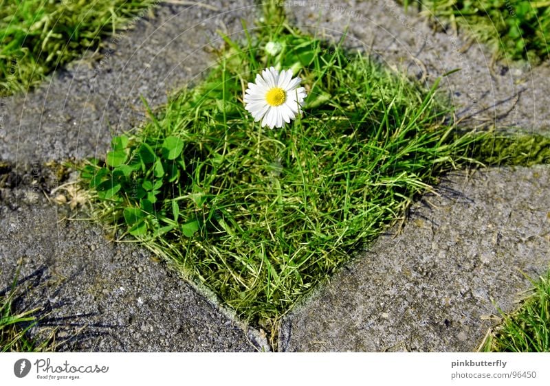 Eingeschlossene Schönheit Frühling Sommer Blume Wiese Gänseblümchen grün weiß gelb Blüte Gras Tiefenschärfe frisch Hoffnung schön Beton eingeschlossen gefangen