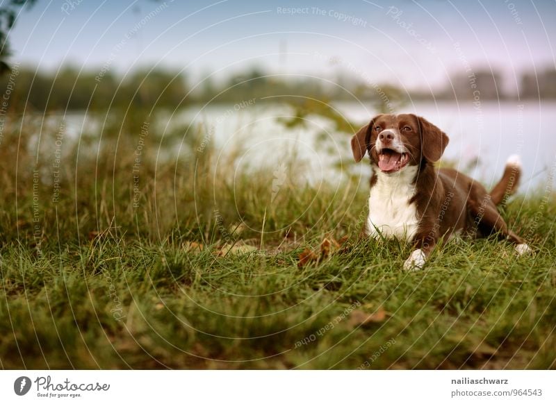 Hund am See Natur Sommer Seeufer Flussufer Teich Tier Haustier 1 beobachten Erholung liegen Blick warten Freundlichkeit Fröhlichkeit Neugier niedlich blau braun