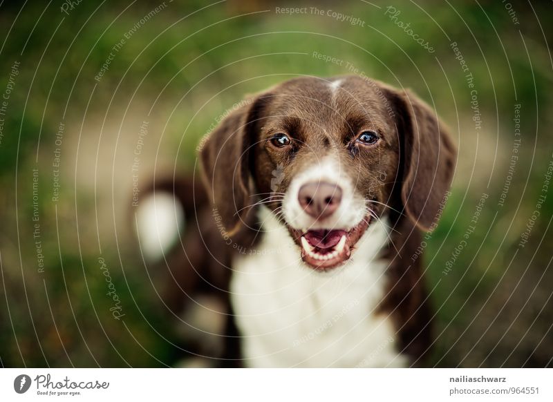 Hund Natur Gras Garten Park Wald Tier Haustier 1 Kommunizieren Blick sitzen warten Freundlichkeit Fröhlichkeit Glück schön natürlich Neugier niedlich positiv