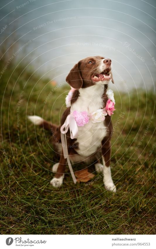 Hund am See Natur Gras Seeufer Flussufer Tier Haustier 1 Dekoration & Verzierung Blumenstrauß Halsband Blumenkranz Schleife beobachten Kommunizieren Blick