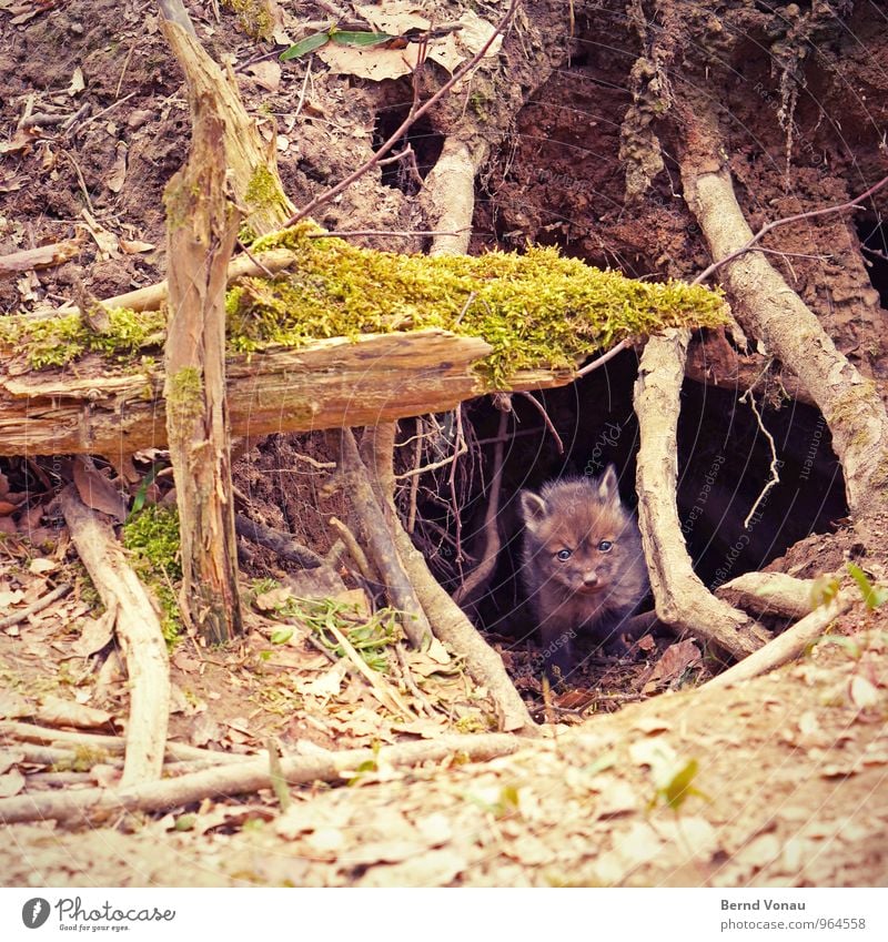 fuchsbau schön Natur Tier Wald Tierjunges klein Neugier niedlich braun grün Schutz Fuchs Erdhöhle Fuchsbau Versteck Höhle Ohr Nase Fell Wurzel Baum Farbfoto