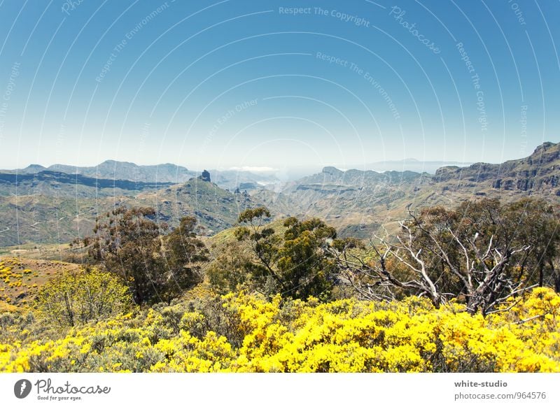 Paradis Umwelt Natur Landschaft Urelemente Himmel Wolkenloser Himmel Horizont Sommer Klima Wetter Schönes Wetter Pflanze Park Wald Berge u. Gebirge Schlucht