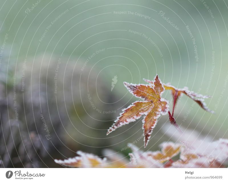 Raureif... Umwelt Natur Pflanze Winter Eis Frost Sträucher Blatt Ahornblatt Garten alt frieren dehydrieren Wachstum ästhetisch außergewöhnlich einzigartig kalt