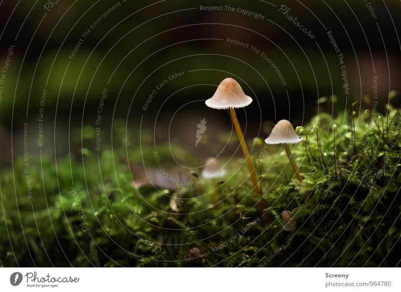 Spaziergang mit Hut Natur Pflanze Herbst Moos Pilz Pilzhut Wald Wachstum dünn klein braun grün Gelassenheit geduldig ruhig Idylle Zusammenhalt Farbfoto