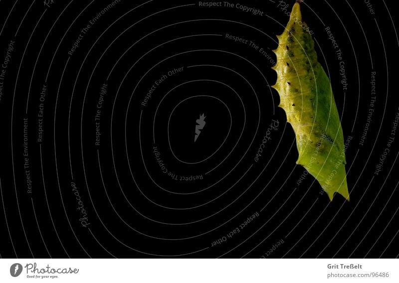 Tagpfauenaugenpuppe Sommer Wiese Weide grün schwarz Schmettelinge Puppe Raupe