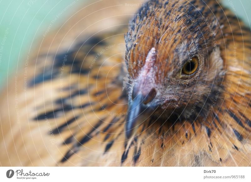 Ich wollt, ich wär ein .... Lebensmittel Geflügel Ei Geflügelfarm Ernährung Bioprodukte Landwirtschaft Forstwirtschaft Tier Haustier Nutztier Vogel Haushuhn