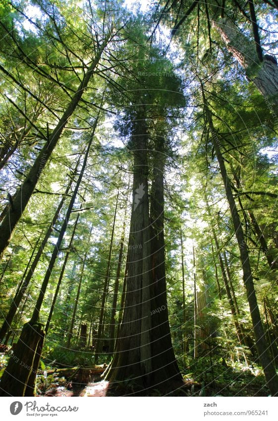 überragend Ferne Natur Pflanze Urelemente Himmel Sommer Baum Wildpflanze Zeder Nadelbaum Nadelwald Urwald Park Wald Insel Vancouver Island British Columbia