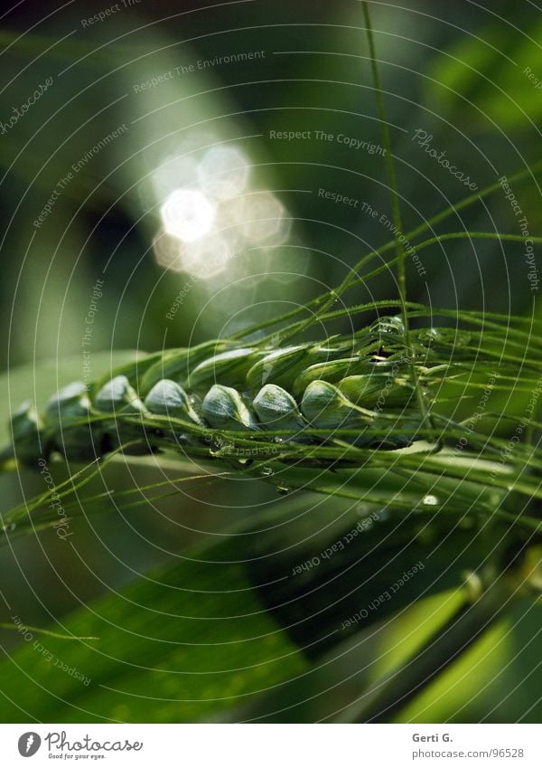 GlitzerKorn Kornfeld Zerealien Körnerbrot grün grasgrün Ähren Landwirtschaft Gras Halm frisch weiß silber Wassertropfen fruchtbar Gerste Roggen Lebewesen