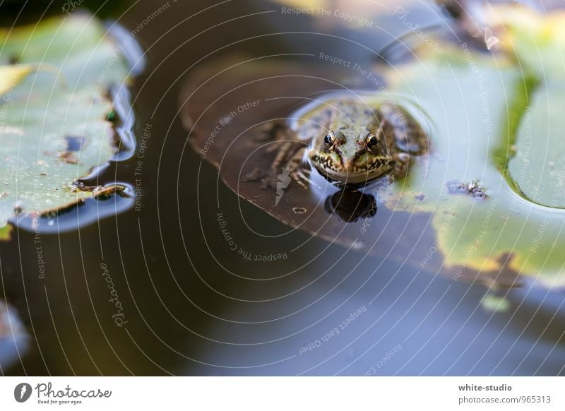 3, 2, 1, abtauchen... Frosch Tier Einsamkeit Unlust Langeweile Froschkönig Froschperspektive Teich See warten Idylle Leichtigkeit leicht Erholung Seerosenblatt