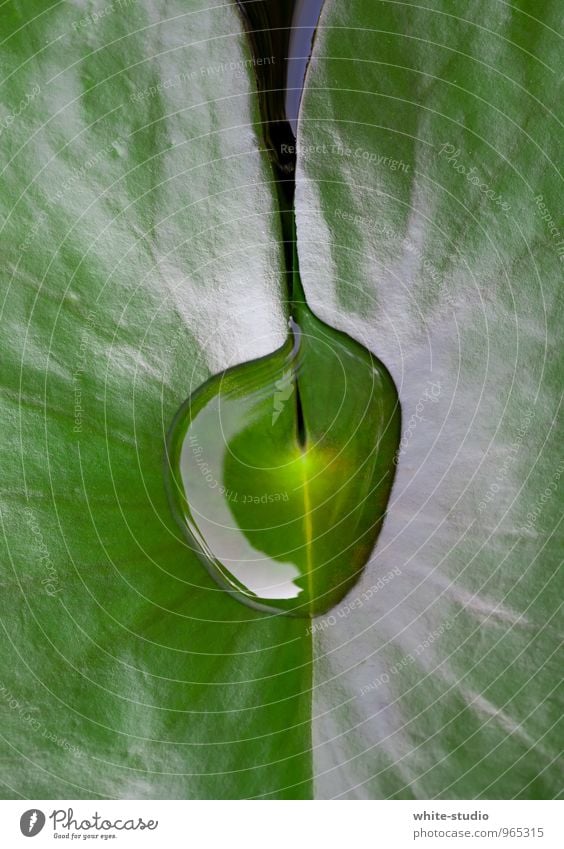 Balance Blatt Reinlichkeit Sauberkeit Seerosen Lilien Seerosenblatt Wassertropfen ruhig Ruhe bewahren Gleichgewicht Erholung Konzentration Tau Regenwasser