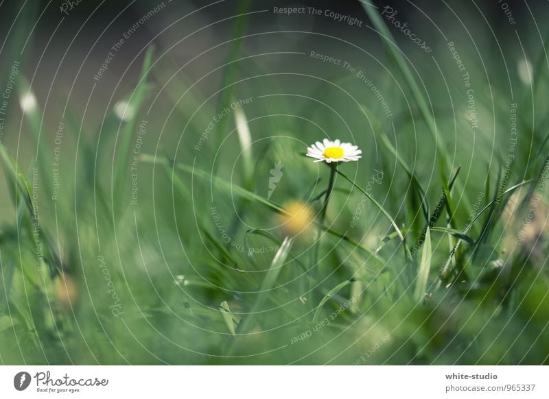 Die magere Rita Umwelt Natur Pflanze Wachstum Margerite Gänseblümchen Wiese Wiesenblume Froschperspektive Zwerg Halm Blume Einsamkeit schön Blühend Frühling