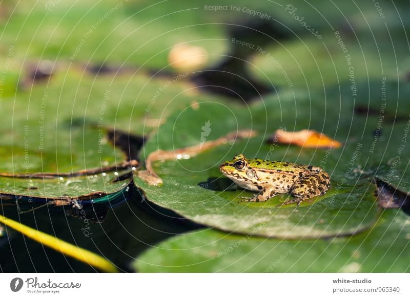 Ready to Blobb Umwelt Natur Pflanze Wasser Sonne Frühling Sommer Gras Sträucher Frosch 1 Tier Erholung springen warten Froschkönig Froschschenkel Seerosen