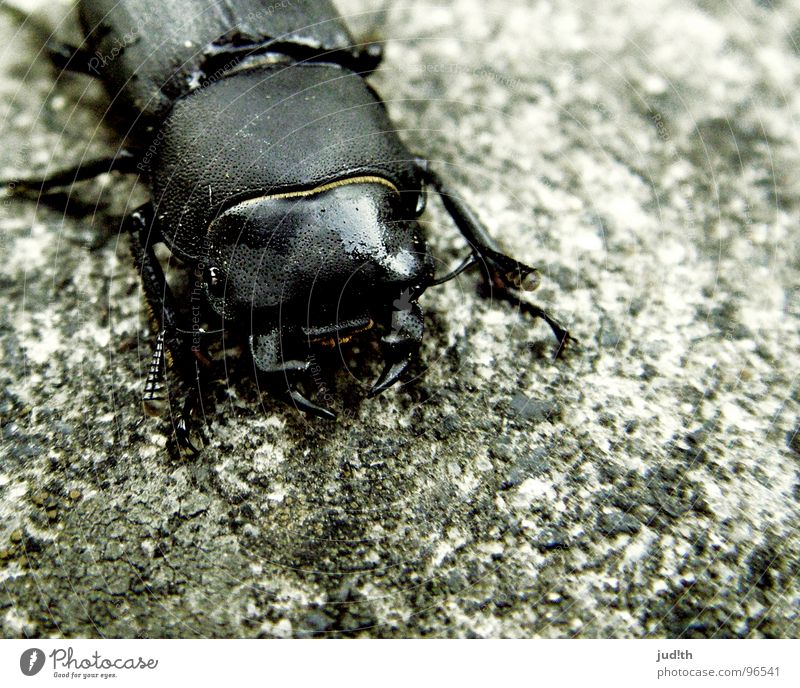 Guten Tag, ich würde Sie gerne fressen Insekt Tier krabbeln gefährlich Fühler schwarz grau Hirschkäfer Zange Fressen Monster Makroaufnahme Nahaufnahme Angst