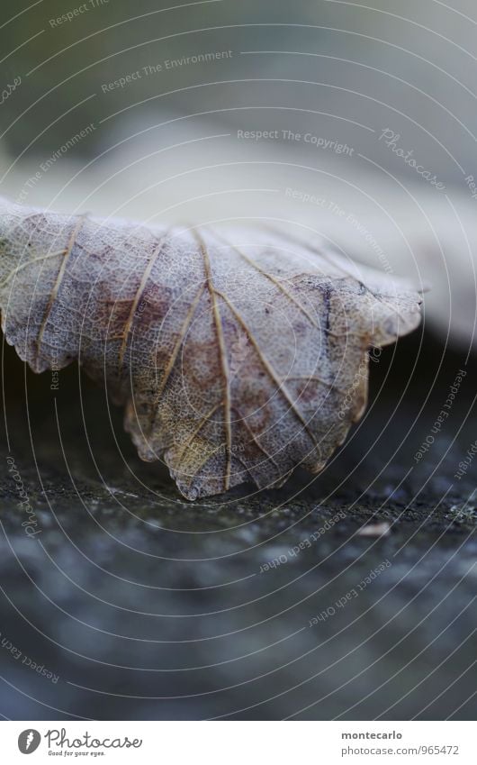 november Umwelt Natur Pflanze Herbst Blatt Grünpflanze Wildpflanze alt dunkel dünn authentisch einfach kalt nah natürlich trist weich braun Farbfoto