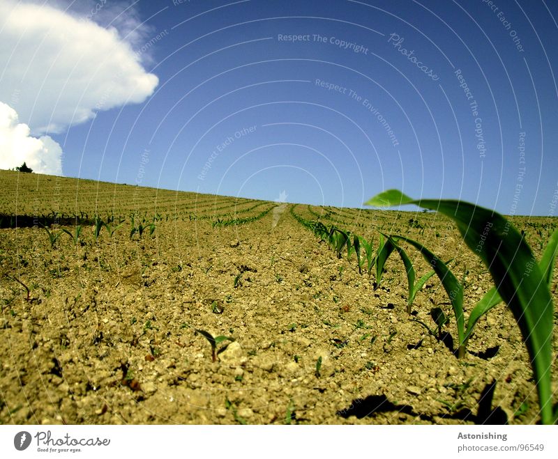 kommt der Regen? Umwelt Natur Landschaft Pflanze Erde Himmel Wolken Horizont Sommer Wetter Schönes Wetter Dürre Sträucher Blatt Nutzpflanze Feld stehen Wachstum