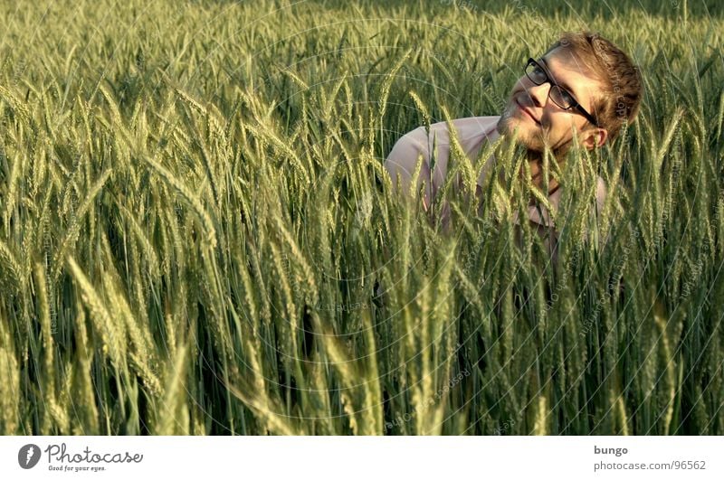 Marc sucht das Getreidefeld Ähren Weizen Roggen Weizenfeld Feld Landwirtschaft Mann Mitte berühren Brille Wohlgefühl Suche ducken Korn Mensch geradeaus