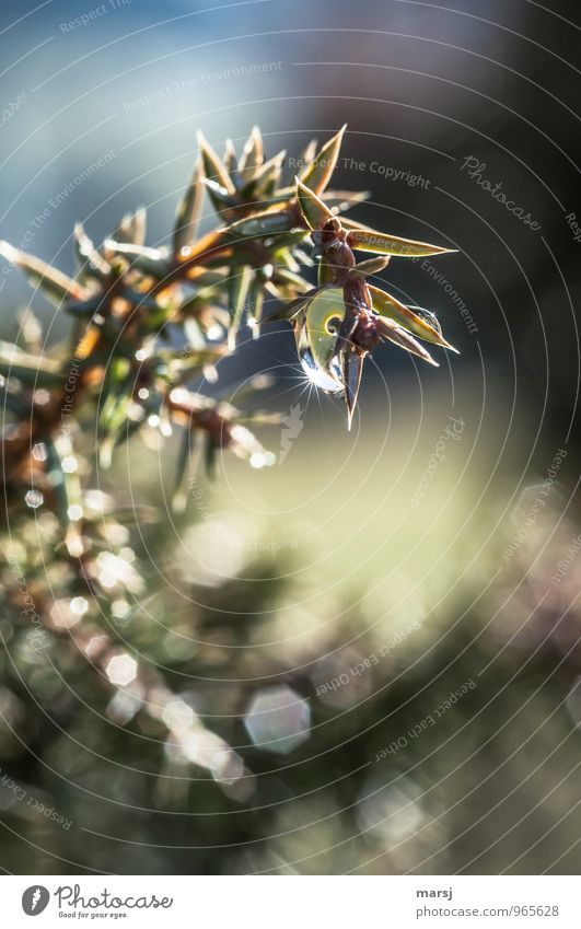 Wacholder mit Sternchen Natur Wassertropfen Sommer Herbst Pflanze Blatt Nutzpflanze Wildpflanze glänzend hängen leuchten dunkel authentisch nass natürlich