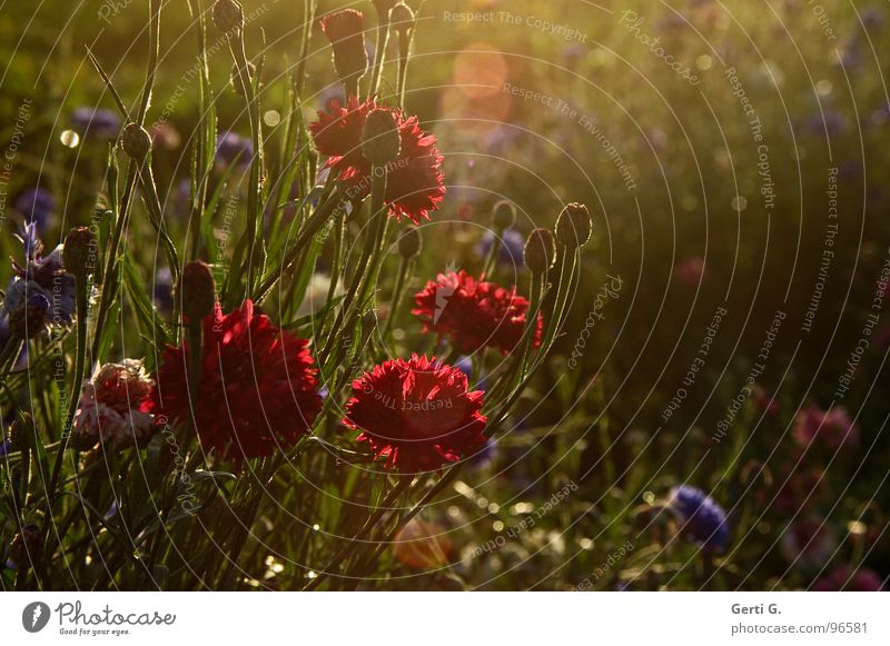 kornblumenrot Gegenlicht Sonnenlicht Kornblume wenige Lichtbrechung flau Schleier Nebel Flockenblume Korbblütengewächs Blumenfeld Blumenstrauß Fototechnik