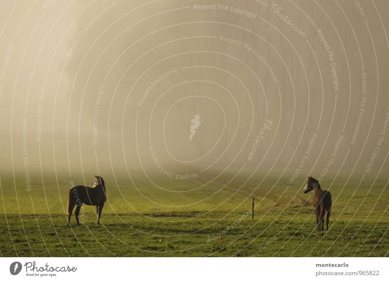 2 PS Umwelt Natur Pflanze Erde Herbst Wetter Schönes Wetter Nebel Baum Feld Tier Wildtier Pferd beobachten stehen warten Farbfoto mehrfarbig Außenaufnahme