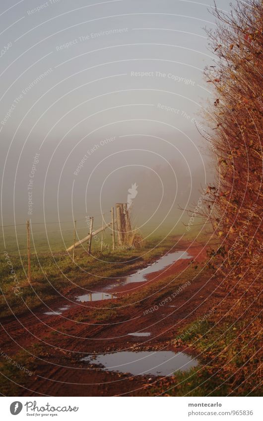 weg ins ungewisse Umwelt Natur Pflanze Erde Luft Wasser Himmel Wolken Sonnenlicht Herbst Schönes Wetter Nebel Baum Gras Blatt Grünpflanze Wildpflanze Wiese Wald