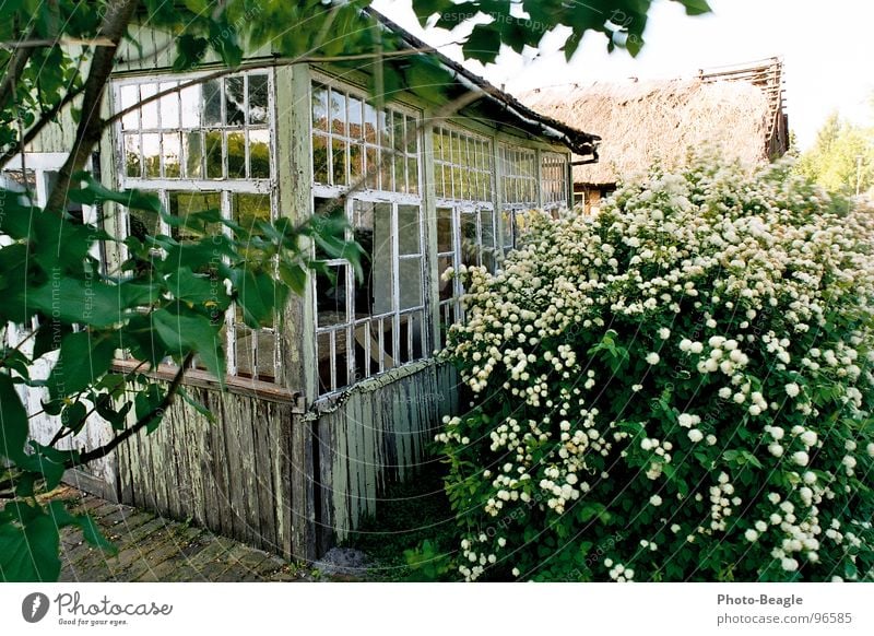 Sommerhaus Haus Veranda Wintergarten Ferienhaus Gebäude Gartenhaus Ostalgie Holz grün Verfall verfallen baufällig Verhext Vergänglichkeit früher Trauer