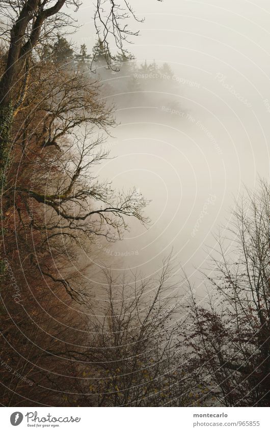 700 m ü.d.M. Umwelt Natur Pflanze Luft Herbst Wetter schlechtes Wetter Nebel Baum Blatt Grünpflanze Wildpflanze Wald authentisch dunkel einfach hoch einzigartig