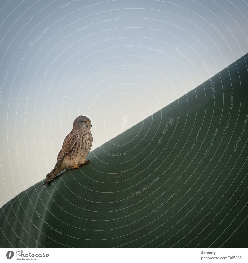 Wachsam Natur Tier Himmel Wolkenloser Himmel Herbst Feld Wildtier Vogel Turmfalke 1 beobachten hocken sitzen frei wild Gelassenheit geduldig ruhig Freiheit