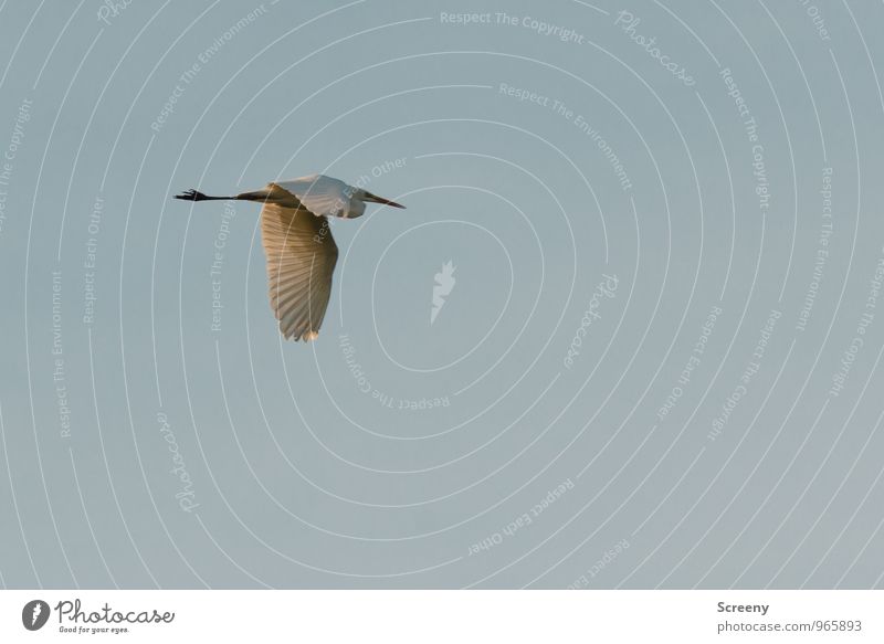 Körperspannung Natur Tier Luft Himmel Wolkenloser Himmel Herbst Wildtier Vogel Silberreiher 1 fliegen blau Gelassenheit Freiheit Farbfoto Außenaufnahme