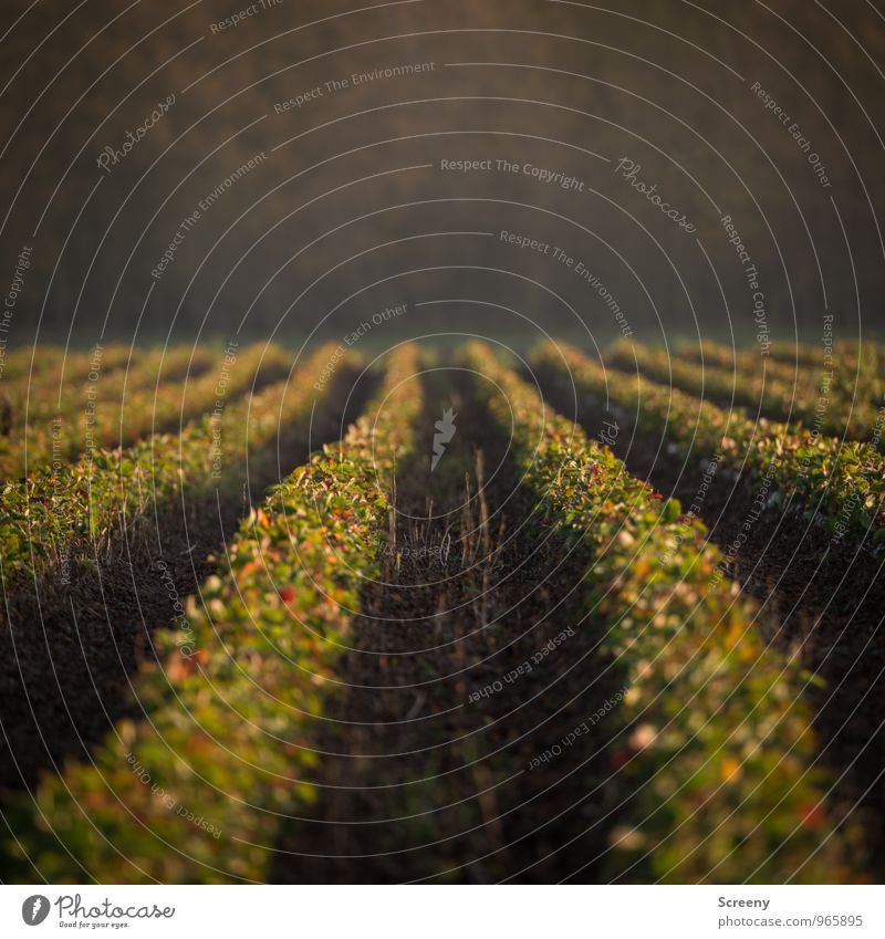 In Reihe... Natur Landschaft Pflanze Erde Nutzpflanze Feld Wachstum grün Ordnung Landwirtschaft Farbfoto Außenaufnahme Menschenleer Morgendämmerung Tag