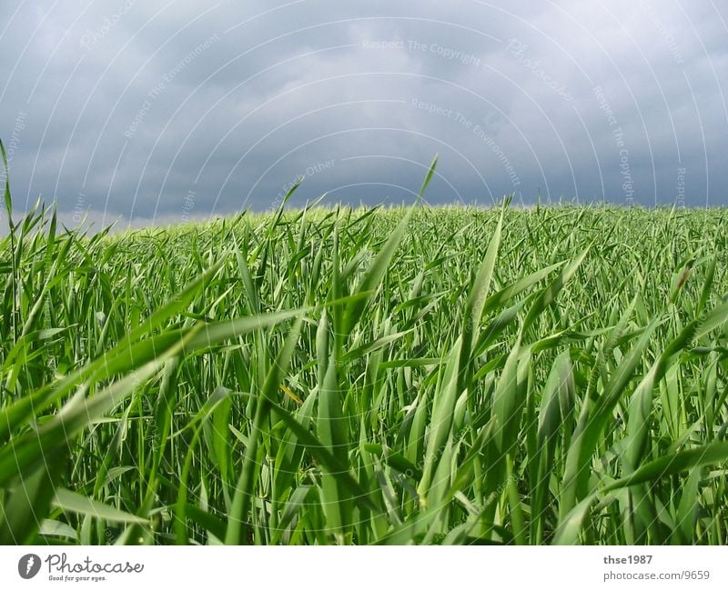 Die Ruhe vor dem Sturm ... Natur Landschaft Wolken Gewitterwolken Wetter schlechtes Wetter Unwetter Wind Regen Nutzpflanze Wiese Feld blau grün Gelassenheit