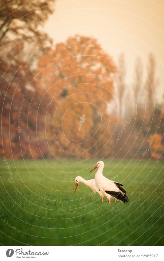 Just the two of us... Umwelt Natur Landschaft Pflanze Tier Herbst Gras Wiese Feld Wildtier Vogel Storch Storchschnabel 2 Fressen natürlich wild braun grün