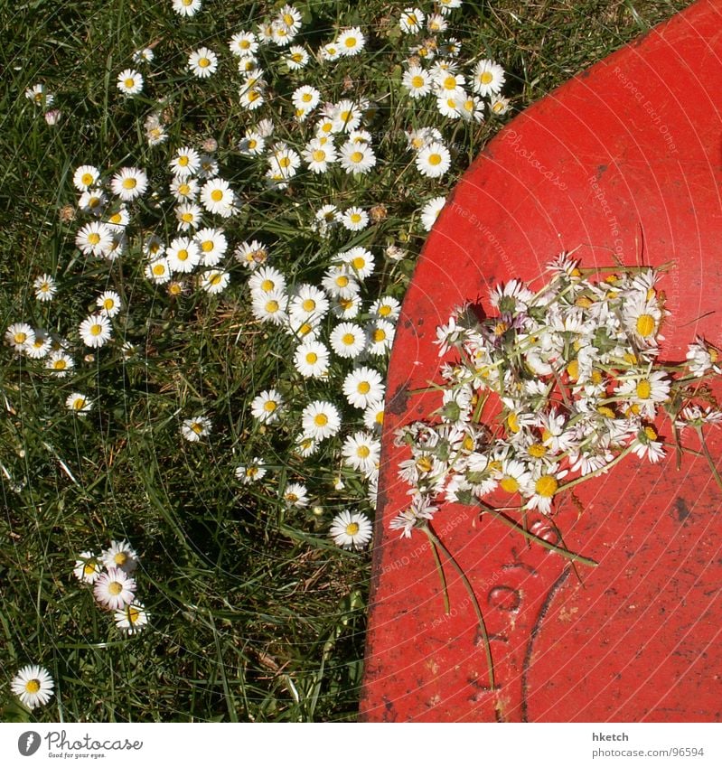 Der Tod steht auch ihnen gut Gänseblümchen rasenmähen gelb grün weiß Frühling Wiese Rasenmäher frisch Blume Hoffnung Vergänglichkeit schön