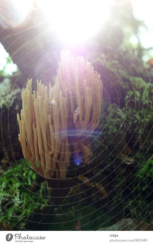 Waldboden Natur Sonne Sonnenlicht Herbst Schönes Wetter Moosteppich Pilz frisch hell nah natürlich schön braun gelb grün Lichtfleck Blendenfleck Baumpilz