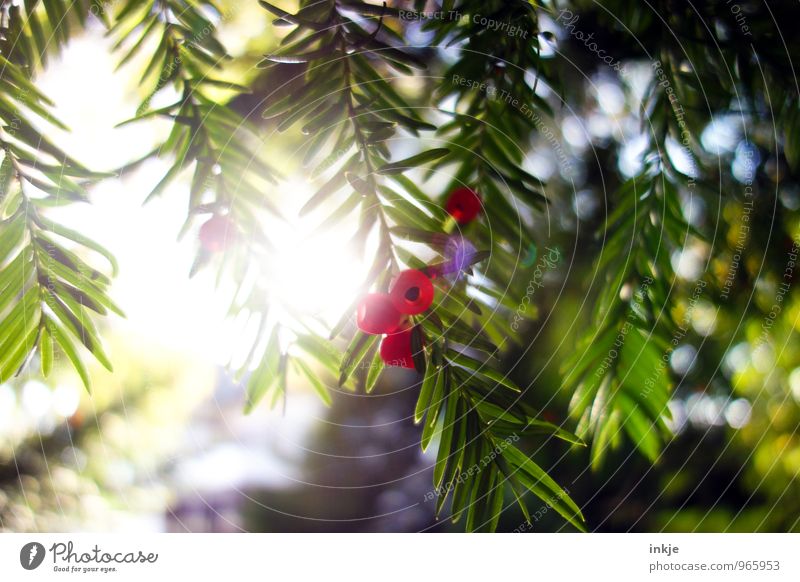 Eibe Natur Sonne Sonnenlicht Sommer Herbst Schönes Wetter Grünpflanze Fruchtstand Nadelbaum Immergrüne Pflanzen Garten Park frisch hell saftig rot Gift