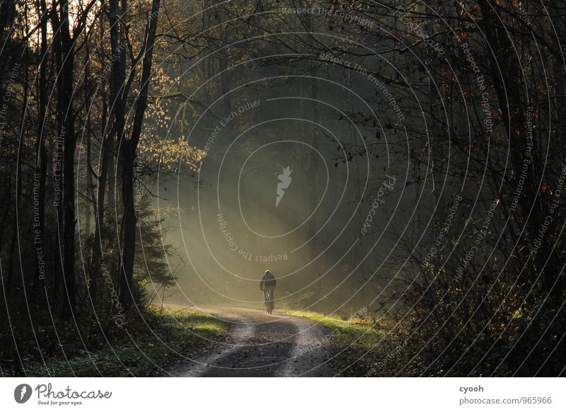 die Natur genießen Fahrradfahren Herbst Wald Erholung leuchten Sport träumen frei Gesundheit kalt natürlich sportlich Glück Zufriedenheit Lebensfreude Bewegung