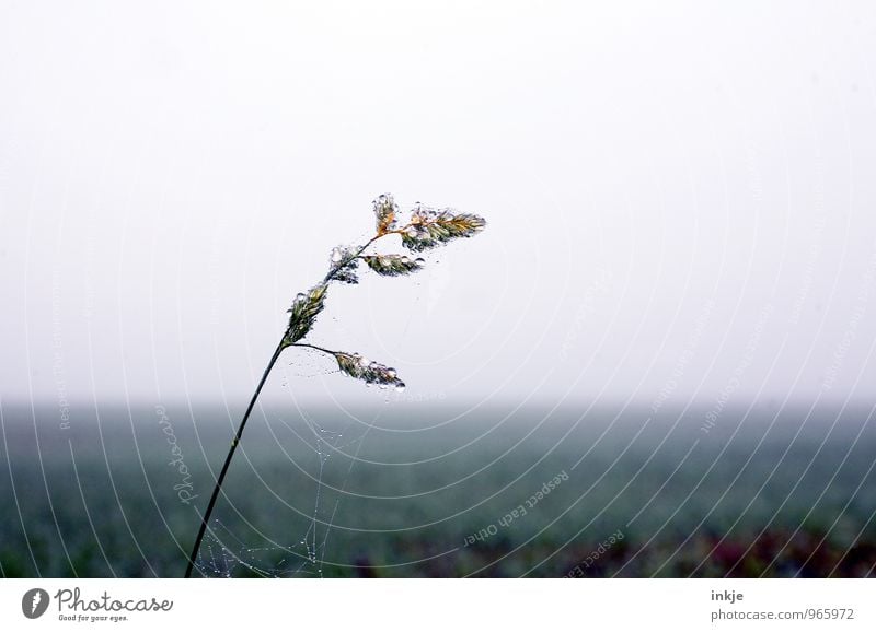 früh morgens auf den Feldern II Umwelt Natur Landschaft Pflanze Luft Wassertropfen Winter Klima schlechtes Wetter Nebel Gras Halm Wiese Tau frisch kalt nass