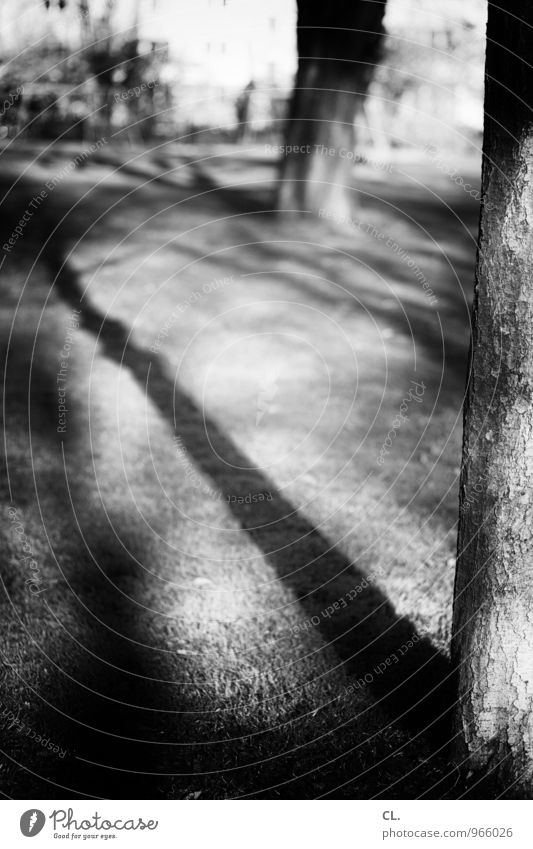 baum Umwelt Natur Herbst Klima Wetter Schönes Wetter Baum Park Wiese Baumstamm Schattenspiel Schwarzweißfoto Außenaufnahme Menschenleer Tag Licht Kontrast