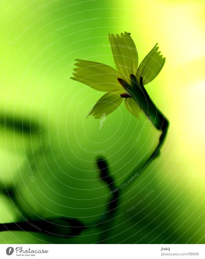 Scheinwerfer kaputt Blume Blüte Wachstum gelb grün Pflanze Sträucher Staubfäden Unschärfe schön Gras Wiese Frühling Schatten ästhetisch edel Beleuchtung Lampe